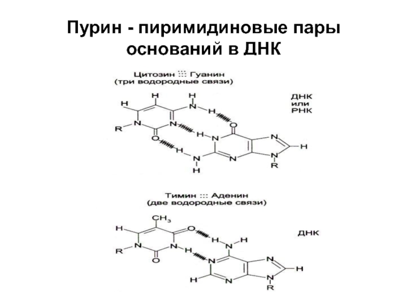 Основание днк. Пурины и пиримидины в ДНК. Формула пиримидиновых оснований РНК. Пиримидиновые основания ДНК. Пуриновые основания ДНК.