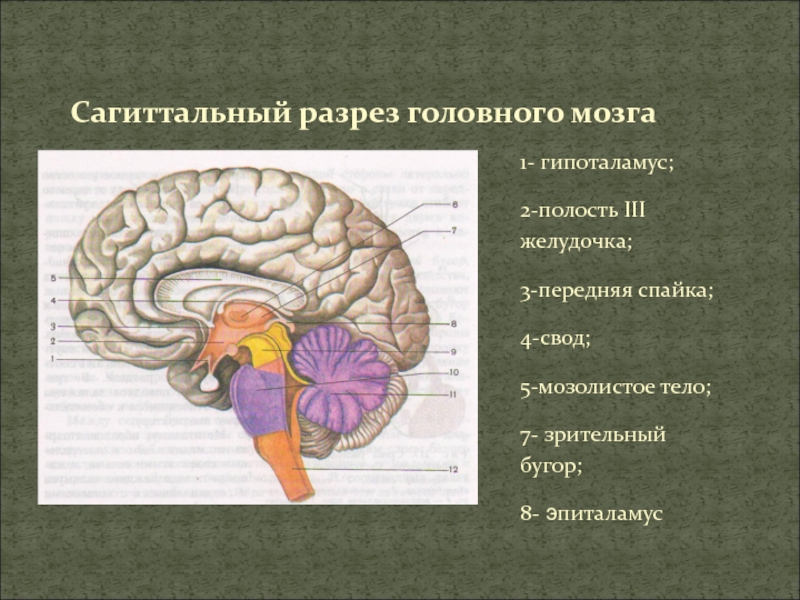 Полости нервной системы. 4 Желудочек головного мозга на сагиттальном разрезе. Желудочки мозга на сагиттальном срезе. Сагиттальный срез головного мозга. Сагиттальный срез головного мозга промежуточный.