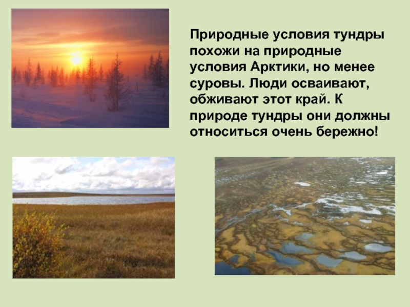 Расскажите о природных. Природные условия тундры. Тундра презентация. Тема тундра. Презентация на тему тундра.