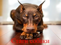 Стати собаки