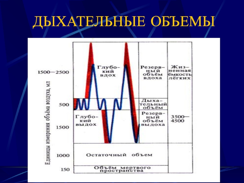 Дыхательные объемы картинка