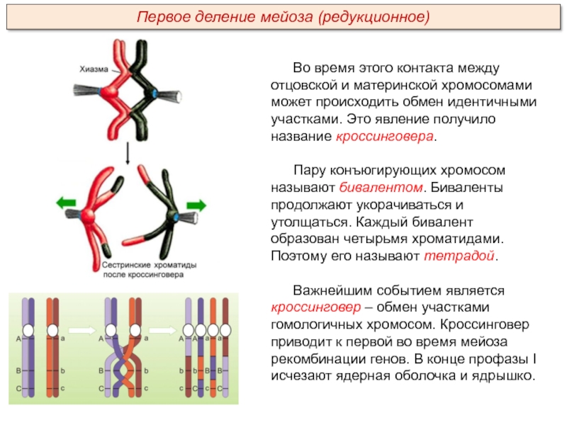 Конъюгация и кроссинговер рисунок