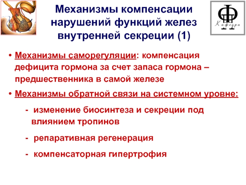 Нарушение компенсации. Механизмы компенсации нарушений функций эндокринных желез. Механизмы нарушения функций желез внутренней секреции. Физиологические механизмы компенсации нарушенных функций. Механизмы саморегуляции.