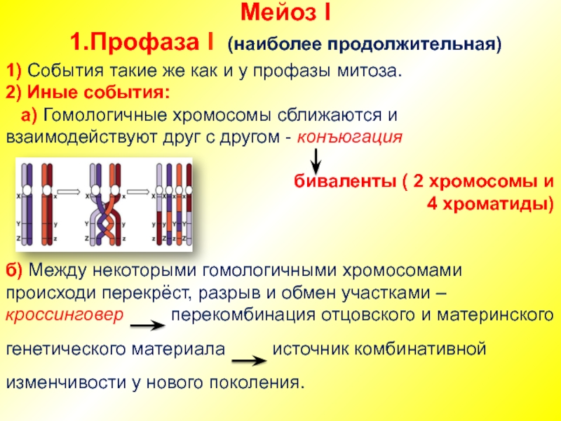 Конъюгация хромосом. Профаза кроссинговер Конью. Биваленты в мейозе 1. Конъюгация гомологических хромосом митоз мейоз. Конъюгация деление мейоза.