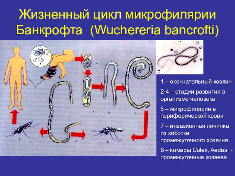 Распространенность гименолепидоза на территории России Жизненный цикл микрофилярии Банкрофта (Wuchereria bancrofti)1 – окончательный хозяин2-4 – стадии Жизненный цикл микрофилярии Банкрофта (Wuchereria bancrofti)1 – окончательный хозяин2-4 – стадии развития в организме человека5 – микрофилярии