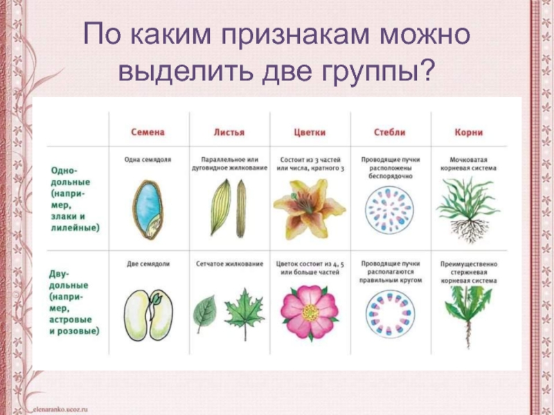 Рисунки однодольных и двудольных растений