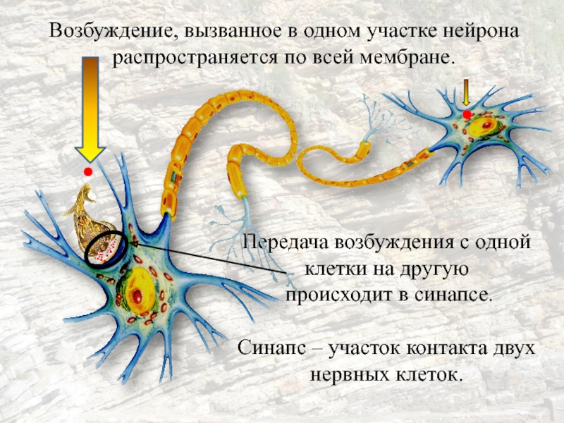 Процесс возбуждения нервных клеток. Возбудимость нейрона. Возбуждение нервной клетки. Мембрана нервной клетки. Передача импульса с нейрона на Нейрон.