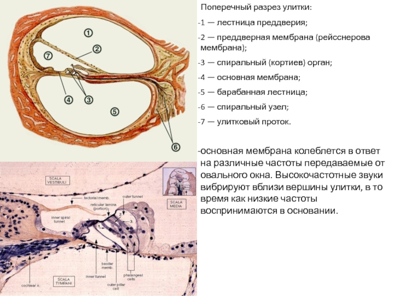 Стенки улиткового протока