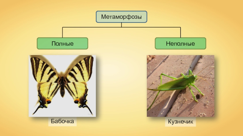 Составьте схему развития бабочки и саранчи