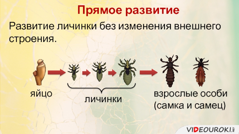 Пауки непрямое развитие. Размножение насекомых схема. Стадии размножения насекомых. Класс насекомые размножение. Размножение насекомых с полным циклом развития.