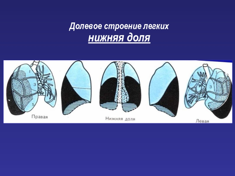 Нижняя доля легкого анатомия. Долевое строение лёгких. Долевое строение легких человека. Строение легких кролика.