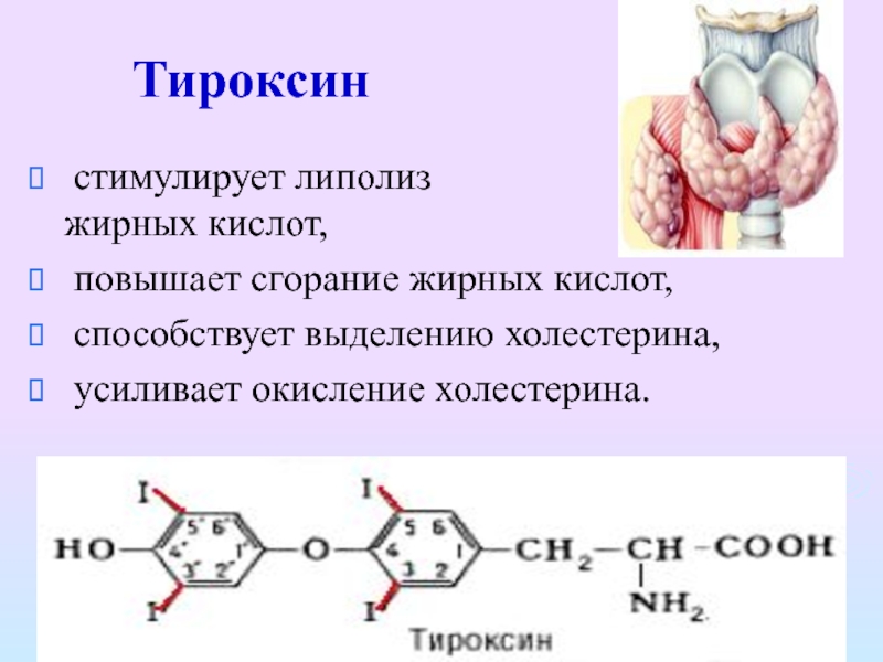 Какие железы выделяют тироксин. Биохимические эффекты тироксина. Тироксин биохимия функции. Окисление холестерина. Тироксин холестерин.