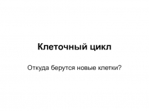 Клеточный цикл