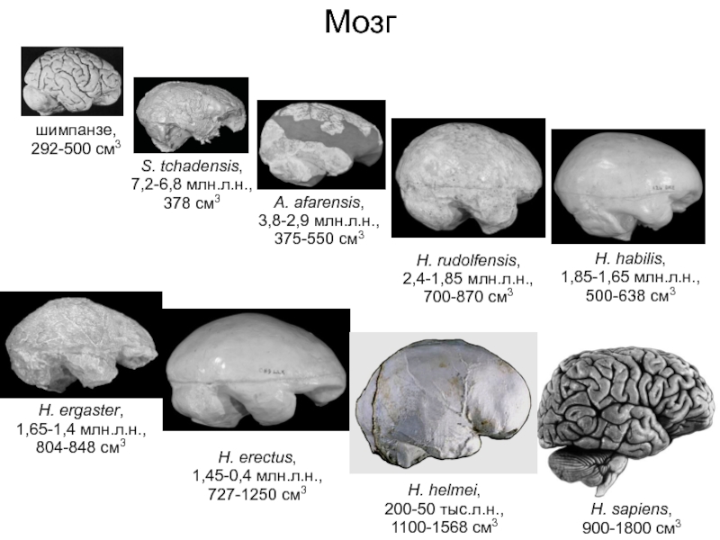 Эволюция размера мозга. Эволюция человеческого мозга. Объем мозга человека и шимпанзе. Размер мозга обезьяны и человека. Мозг человека и мозг обезьяны.