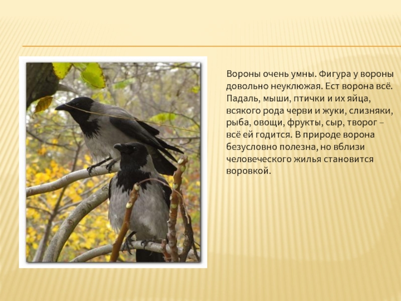 Вороны 3 русская язык. Информация о вороне. Описание о вороне. Ворона доклад. Ворона описание для детей.