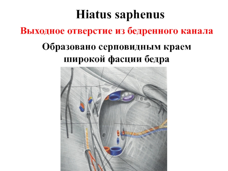 Бедренный канал. Подкожная щель hiatus saphenus. Подкожная щель бедренного канала. Серповидный край широкой фасции бедра. Верхние рога серповидного края широкой фасции.