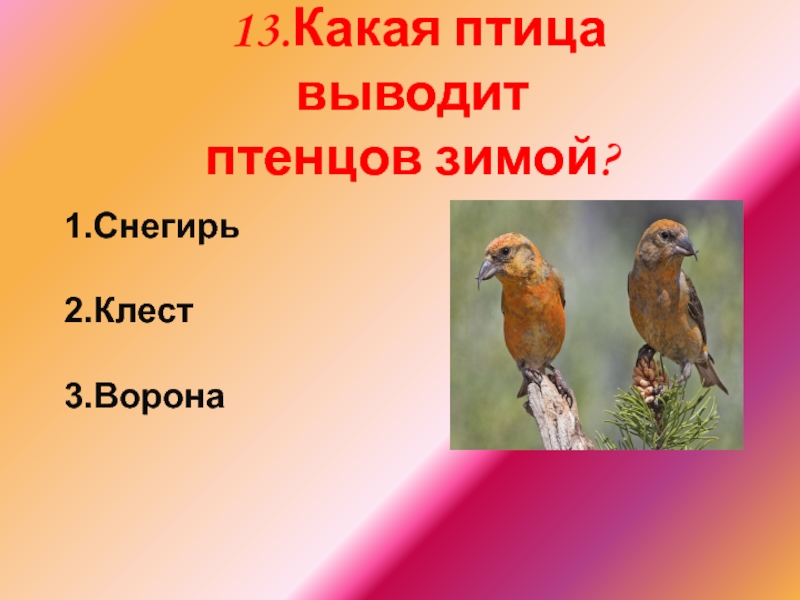 Какая птица выводит птенцов зимой. Птицы выводят птенцов зимой. Птица которая выводит птенцов зимой. Какие птицы выводят птенцов зимой. Снегирь выводит птенцов зимой.