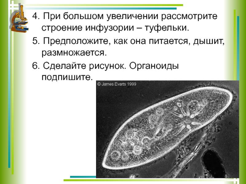 Увеличение рассмотреть. Органоиды инфузории туфельки 7 класс. Подпишите органоиды инфузории туфельки. Презентация по биологии 7 класс инфузории туфельки. Презентация по биологии 7 класс простейшие.