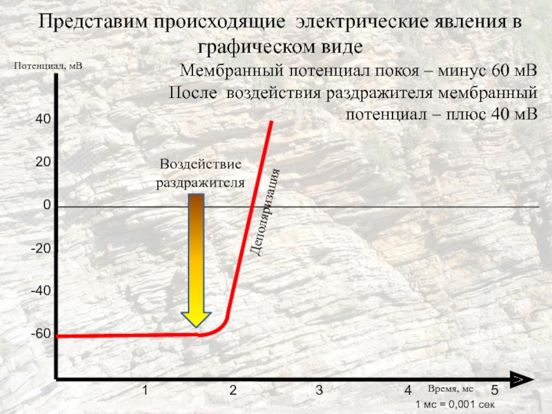 Представлены в графическом виде. Потенциал на минусе и на плюсе. Потенциалы это плюс или минус. Где потенциал больше у плюса или минуса. Потенциала электрического поля где больше у плюса или минуса.