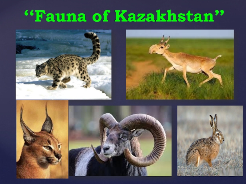 Презентация ‘‘Fauna of Kazakhstan’’