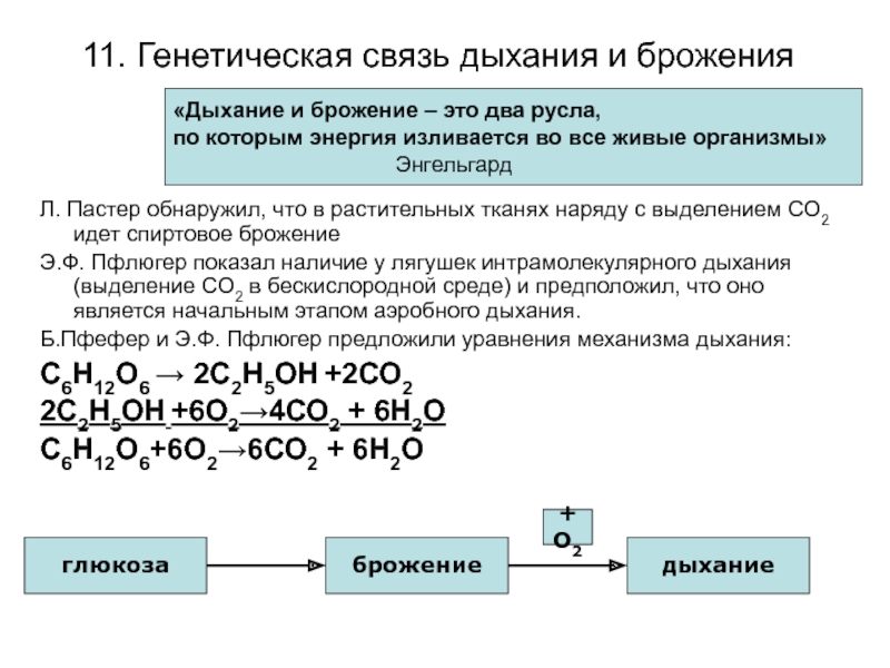 Лабораторная сравнение процессов брожения и дыхания. Процесс дыхания и брожения. Сущность генетической связи дыхания и брожения:.