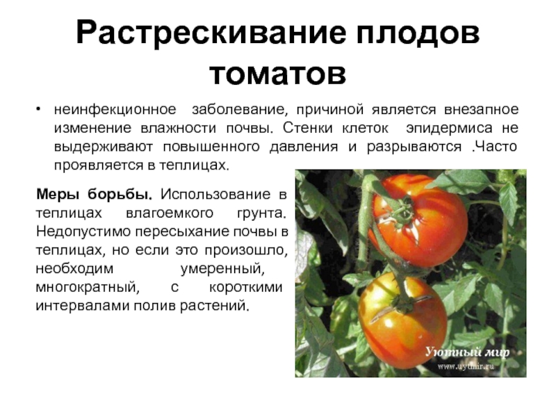 Увеличение плода томата