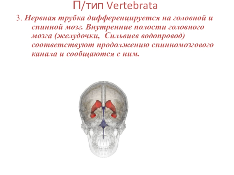 Головная полость. Нервная трубка дифференцируется на. Внутренние полости головного мозга. Полость внутри нервной трубки. Нервная трубка головной и спинной мозг.