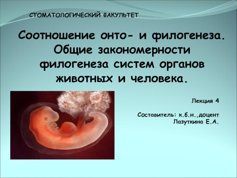 Презентация Соотношение онто - и филогенеза. Общие закономерности филогенеза систем органов