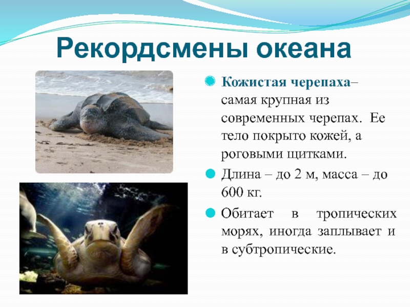 Рекордсмены океанаКожистая черепаха– самая крупная из современных черепах. Ее тело покрыто кожей, а роговыми щитками.Длина – до