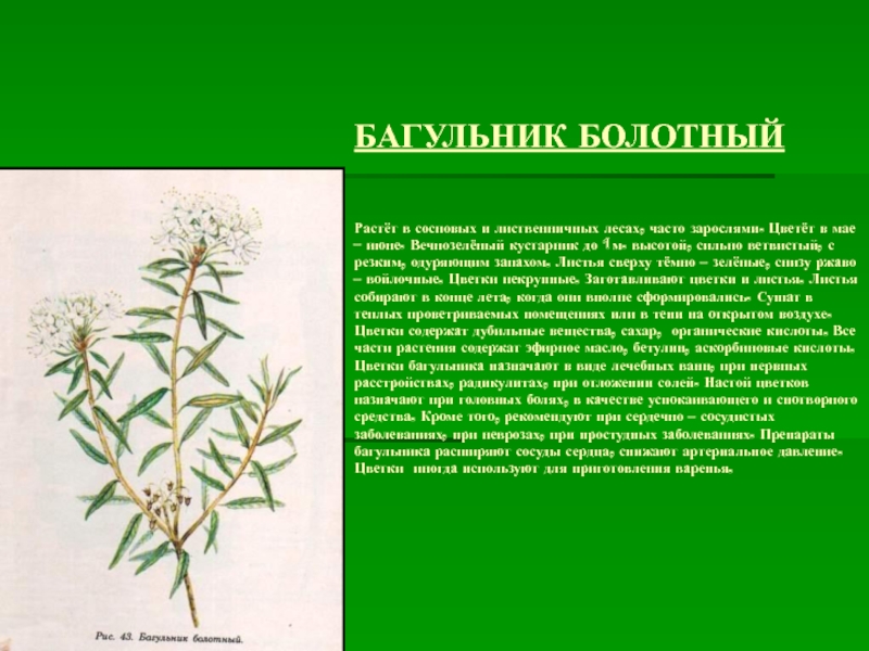 Багульник болотный цена. Побеги багульника болотного. Болотный багульник +дурман. Багульник болотный ядовитый. 4. Багульник болотный.