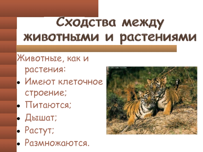 Сходство растений и животных. Сходства между растениями и животными. Животные как растения. Растения и животные сходства.