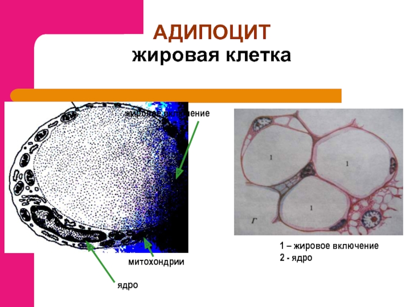 Жировая клетка рисунок