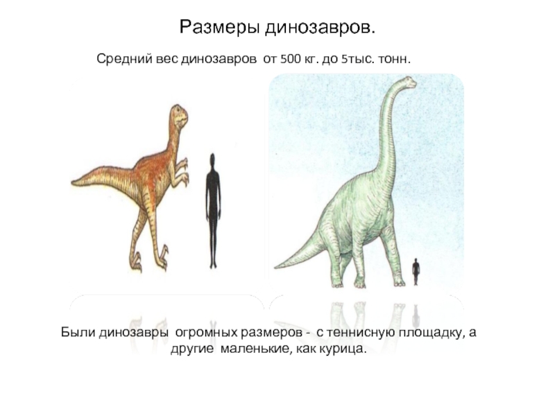 Размеры динозавров. Были динозавры огромных размеров - с теннисную площадку, а другие маленькие, как курица.Средний вес динозавров