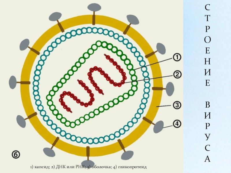 Вич вирус рисунок. Строение вируса ВИЧ рисунок. Структура вируса схема. Вирус ВИЧ строение микробиология. Нарисуйте схему строения вируса.