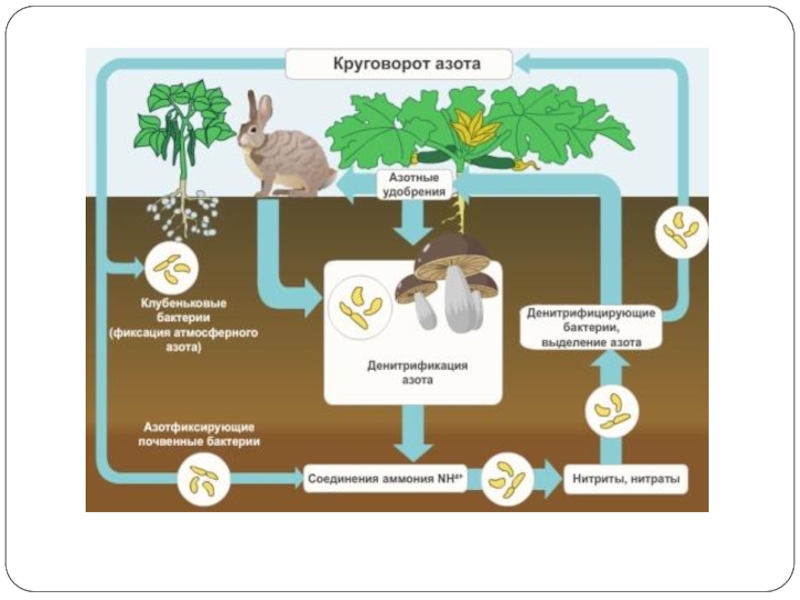 Круговорот азота презентация