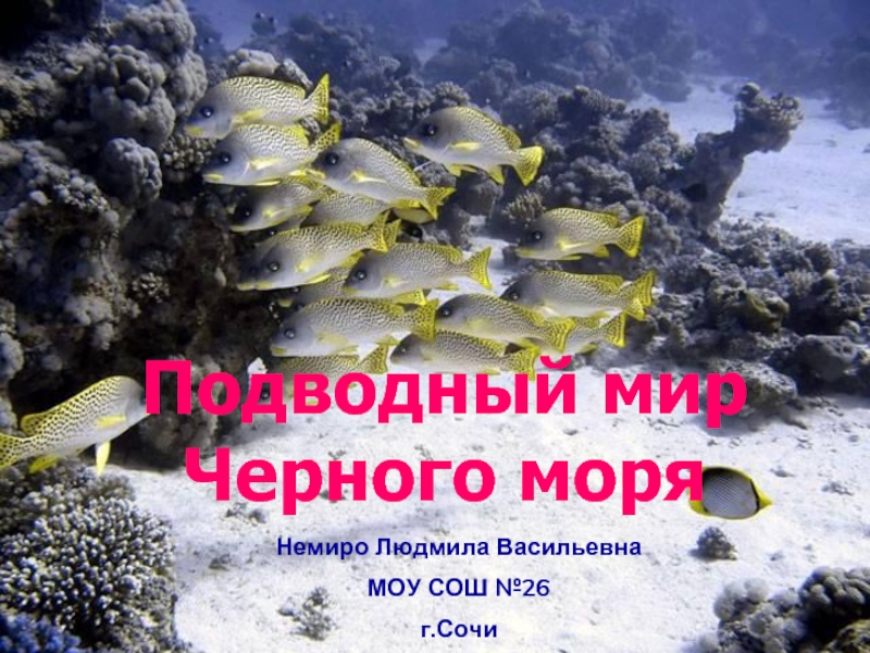 Презентация Подводный мир Черного моря