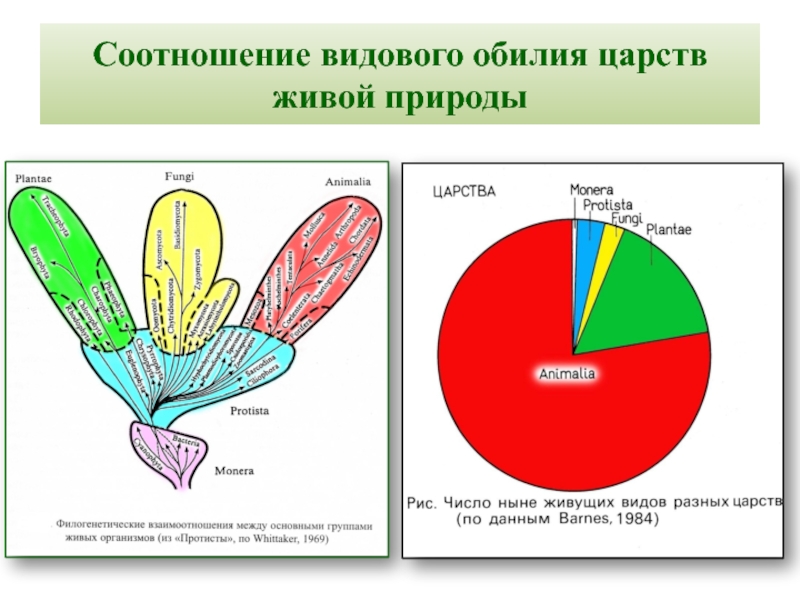 Диаграмма царство животных