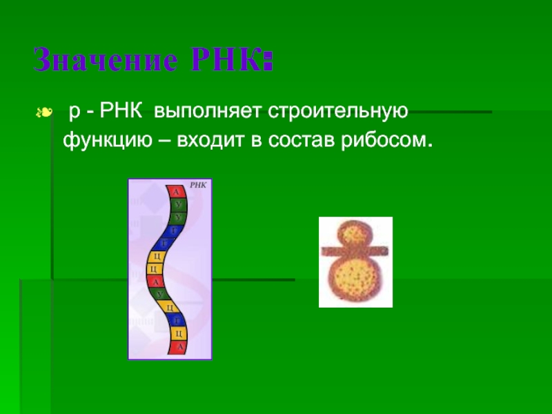 Значение РНК: р - РНК выполняет строительную функцию – входит в состав рибосом.