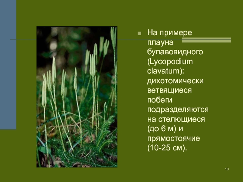 Характеристика плаунов. Побег плауна булавовидного. Плаун стелющийся побег. Лекция Плауновидные. Примеры плаунов.