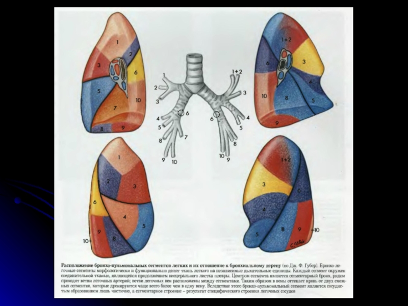 Сегментарное строение легких рисунок