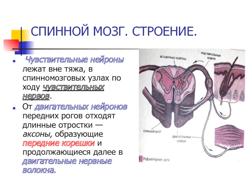 Нейроны спинного мозга. Чувствительные Нейроны спинного мозга. Двигательные Нейроны в спинном мозге расположены в. Чувствительные Нейроны спинного мозга локализованы. Чувствительный спинномозговой узел.