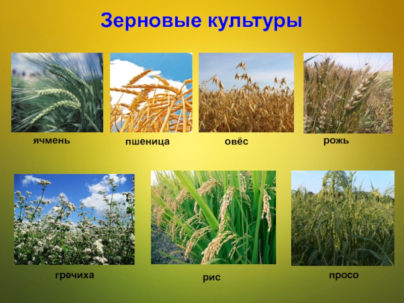 Виды зерновых культур фото и их названия