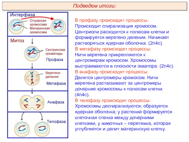 Спирализация хромосом конъюгация. Профаза митоза спирализация хромосом. Спирализация хромосом процесс. Процессы происходящие в профазе митоза.