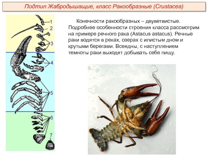 Двуветвистая конечность ракообразных схема