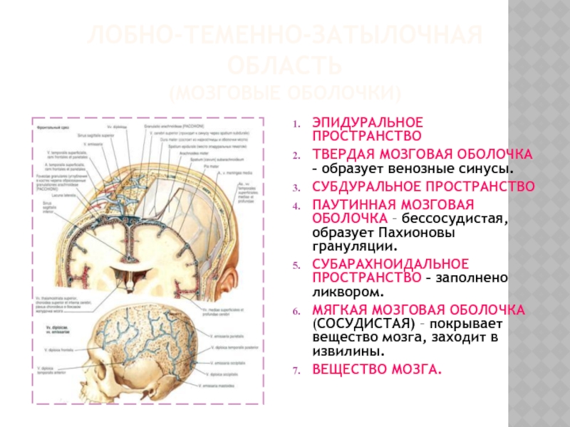 Лобно теменно затылочная область. Пространства лобно-теменно-затылочной области. Твёрдая оболочка головного мозга субдуральное пространство. Синусы головного мозга пахионовы грануляции. Субдуральное пространство головного мозга функции.