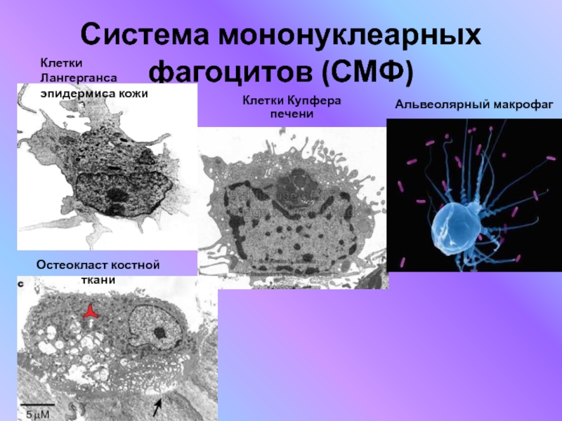 Роль макрофагов. Система мононуклеарных фагоцитов. Мононуклеарная макрофагическая система гистология. Альвеолярный Макрофаг строение. Система мономукоагрных фагоцитоза.