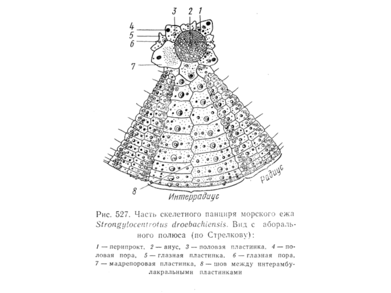 Схема строения морского ежа