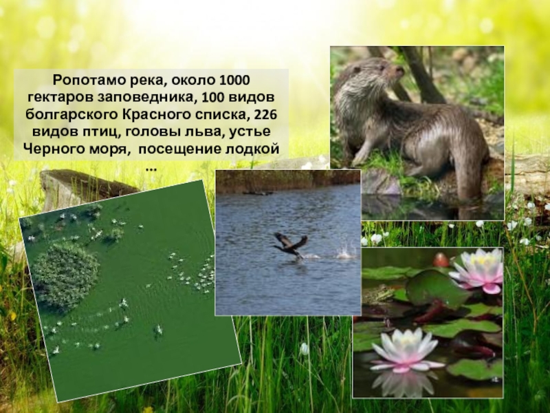 Ропотамо река, около 1000 гектаров заповедника, 100 видов болгарского Красного списка, 226 видов птиц, головы льва, устье