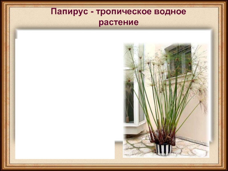 Папирус - тропическое водное растение