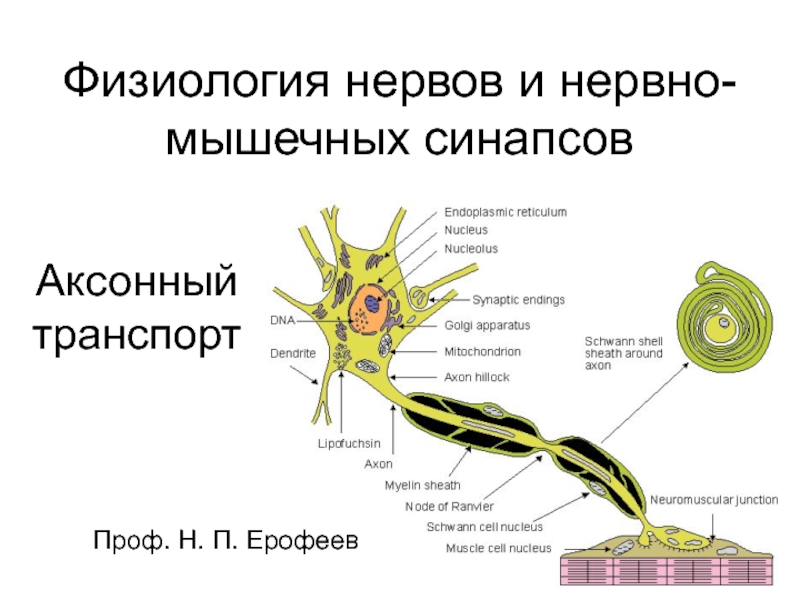 Физиология нервов и нервно-мышечных синапсов